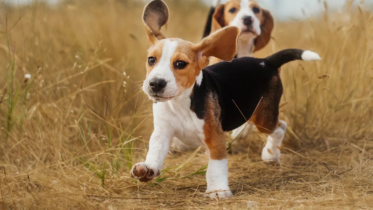 Alerji Kabusunu Sonlandırma Hedefi: Genetik Olarak Alerjisi Olmayan İlk Beagle Köpek Ortaya Çıktı