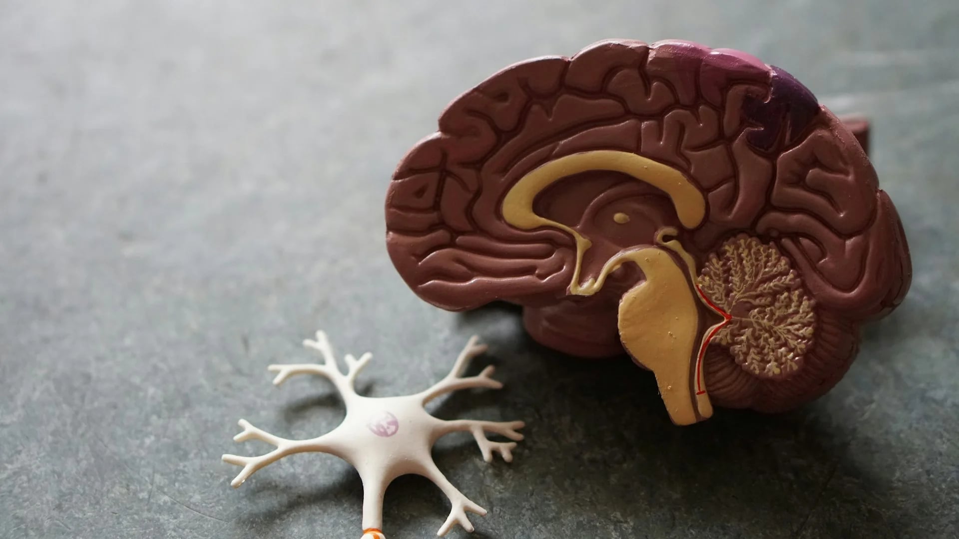 Alzheimer Zihni Nasıl Etkiliyor? Sürecin Anatomisi