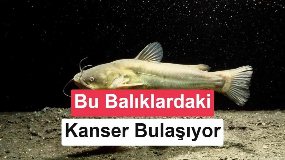 Bilim Şaşırdı: Balıklarda İlk Kez Bulaşan Kanser Türü Ortaya Çıktı