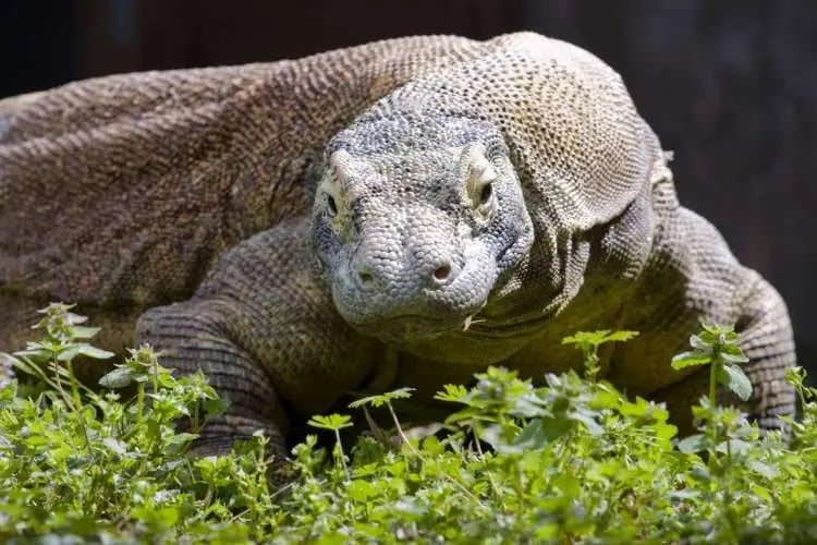 Flores Hobbitleri Avcı Değildi: Komodo Kaplanlarının İzinde Bir Evrim Gizemi