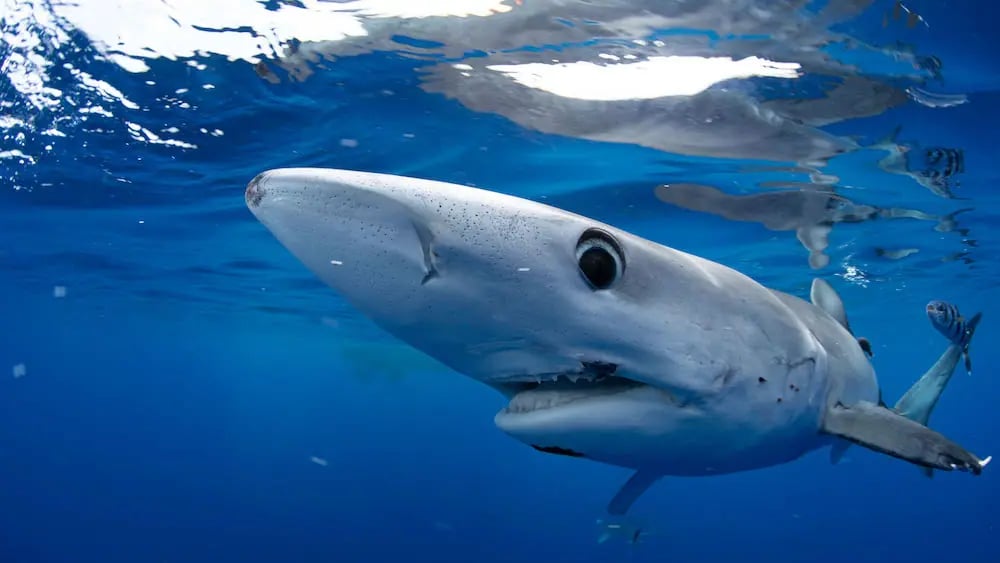 Kablo Olmadan Shark Week Nasıl İzlenir? Tüm Detaylar ve Yayın Akışı