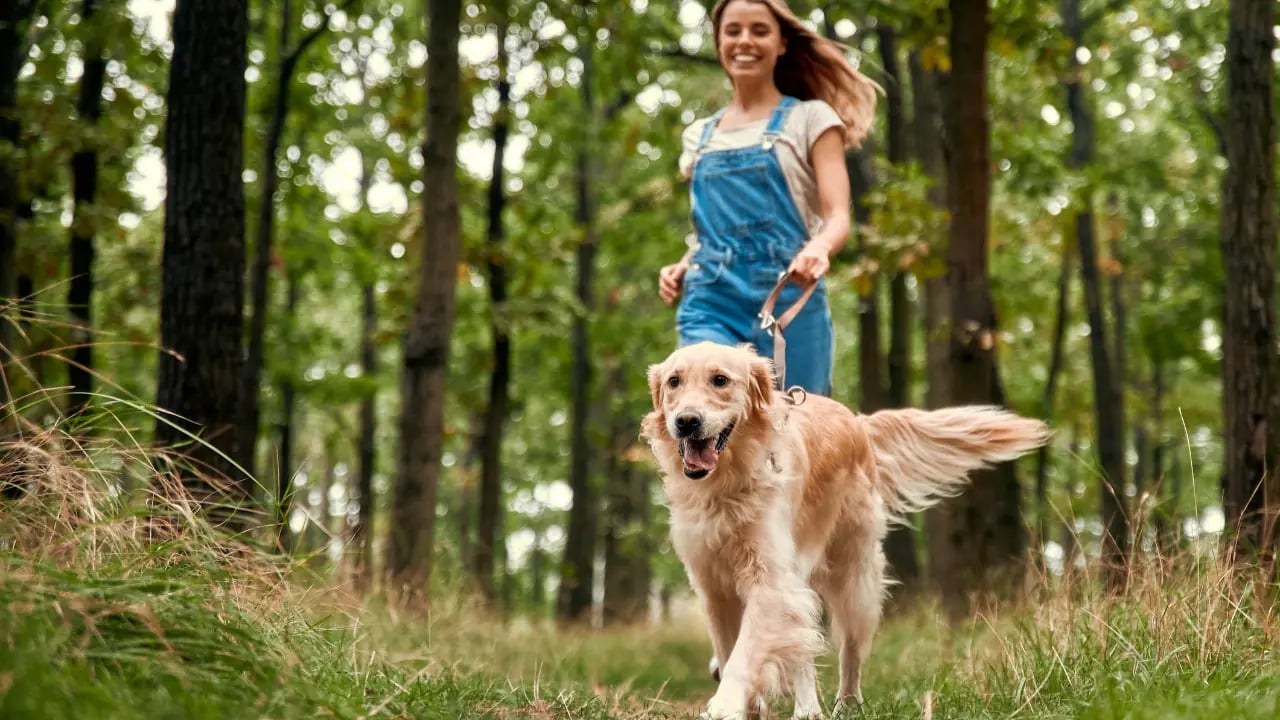Köpekler İçin İdeal Yürüyüş Süresi Ortaya Çıktı: Ne Kadar Gezdirilmeli?