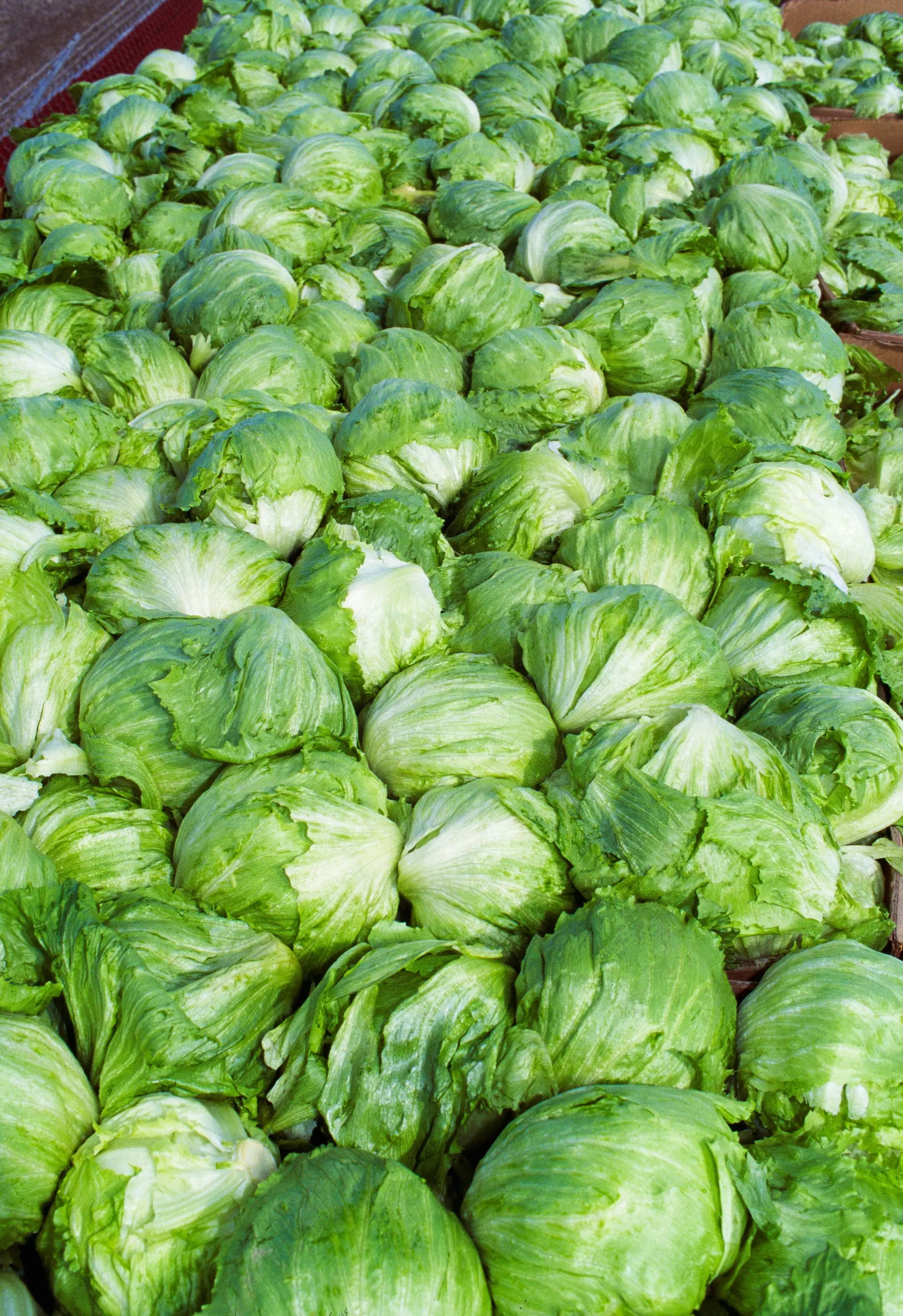 Mexico Kaynaklı Salata Krizi: Taylor Farms Buzlu Marul Çekme Kararı Verdi