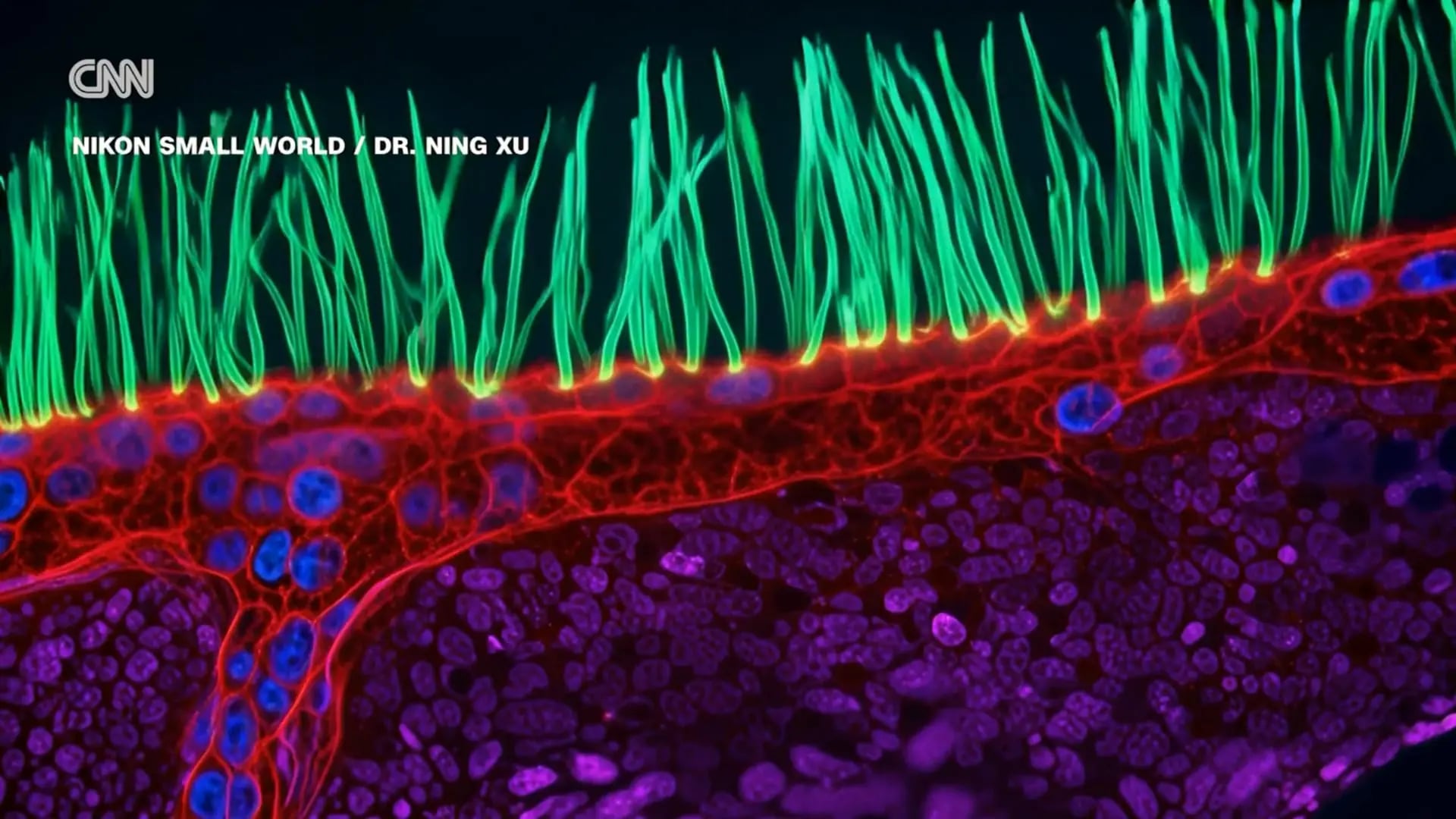 Nikon Small World Yarışmasında Skandal: Yapay Zeka Kullanılan Kazanan Video Diskalfiye Edildi