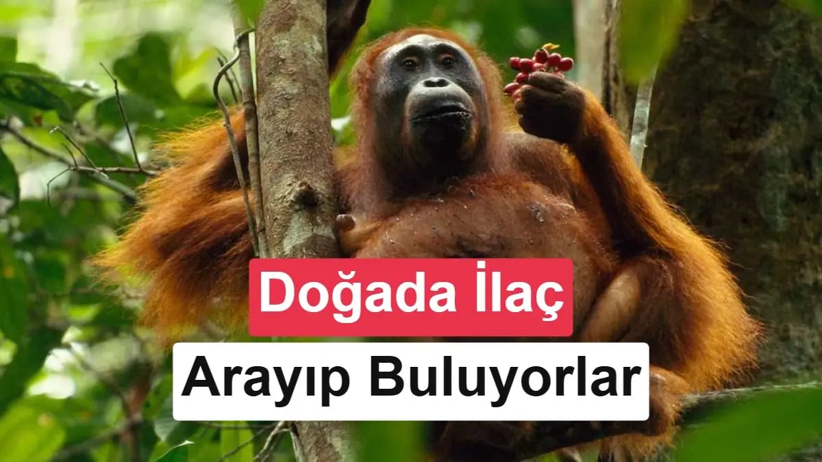 Ormanın Doktorları: Orangutanların Gizli Şifa Rehberi