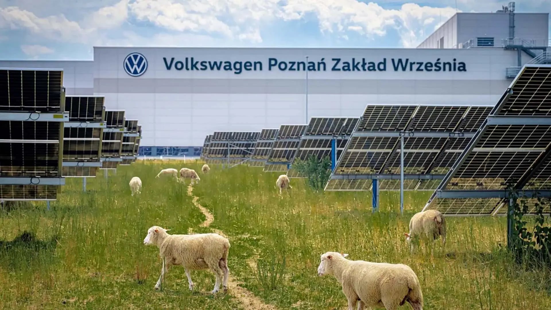 Volkswagen'den Doğaya Şaşırtan Hamle: Fabrikada Koyunlar Enerjiyi Temizleyecek