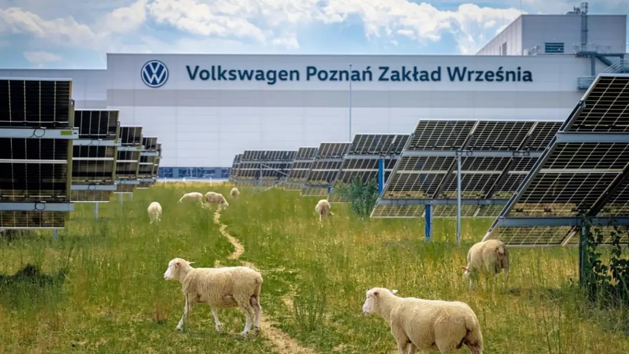 Volkswagen Fabrikasında 100 Koyun: Enerji Santrali Bir Çiftliğe Dönüşüyor