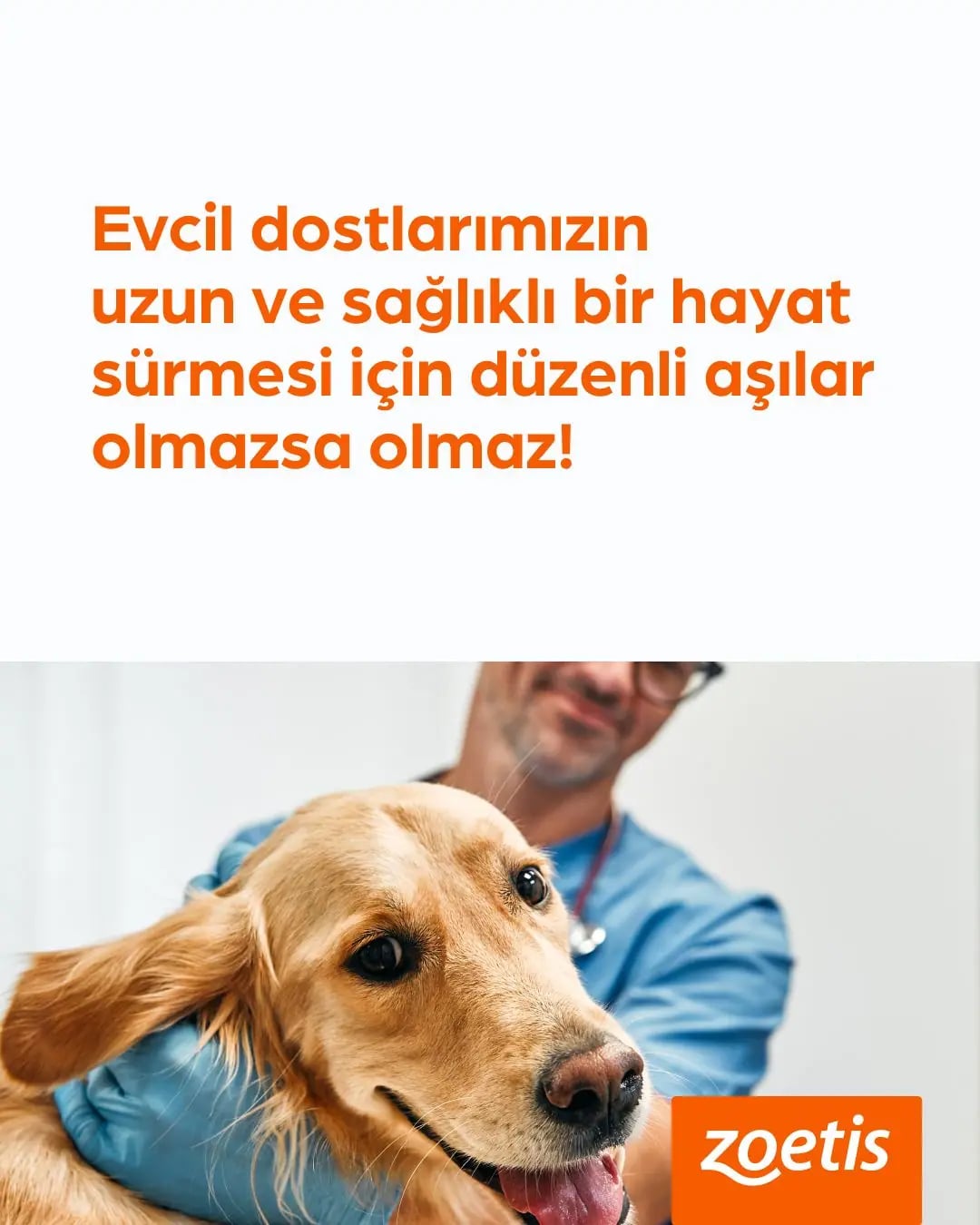 Evcil Dostların Sağlığını Takip Eden Akıllı Kediler İçin Devrim Niteliğinde Sular