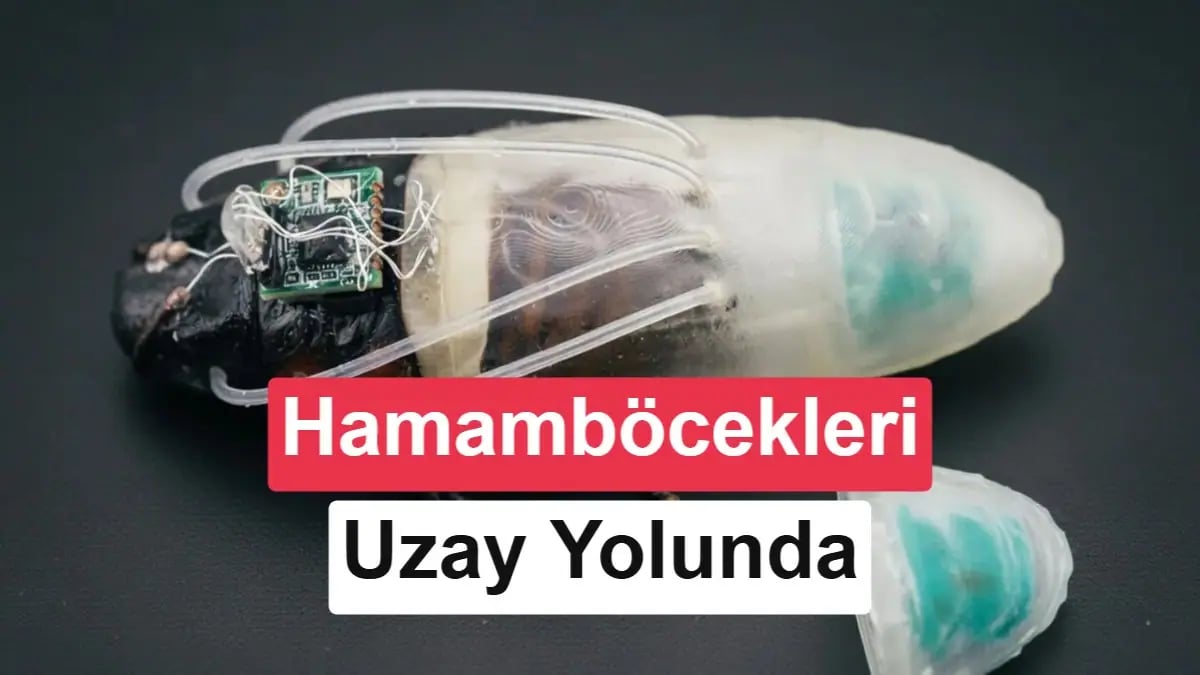 Hamamböcekleri Su Altına İndi: Bilim Gezegensel Görevlere Doğru Adım Atıyor
