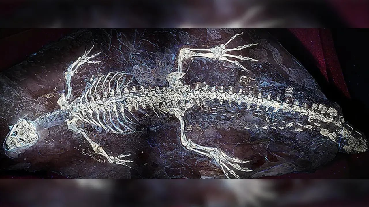 Milyonlarca Yıllık Gizem: Dinozor Timsahlarının Sırrı UV Işıkla Ortaya Çıktı