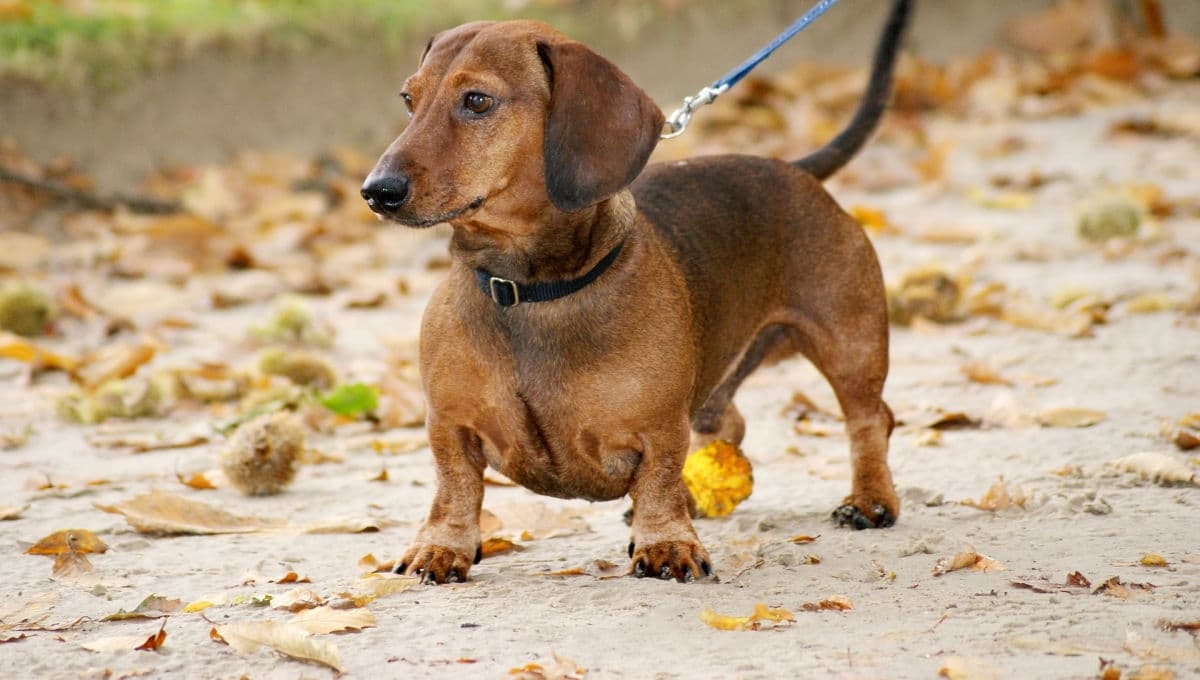 Köpekler İçin İdeal Yürüyüş Süresi Ortaya Çıktı: Ne Kadar Gezdirilmeli?