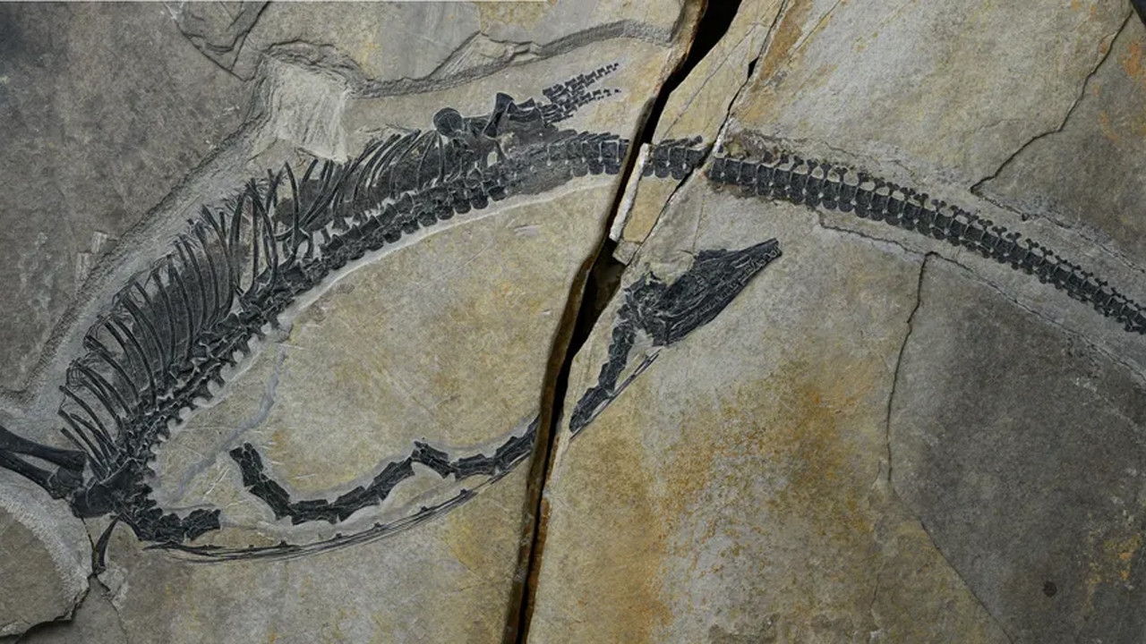 Midedeki Fosille Zaman Yolculuğu: Dinozor Ötesinde Yeni Keşifler