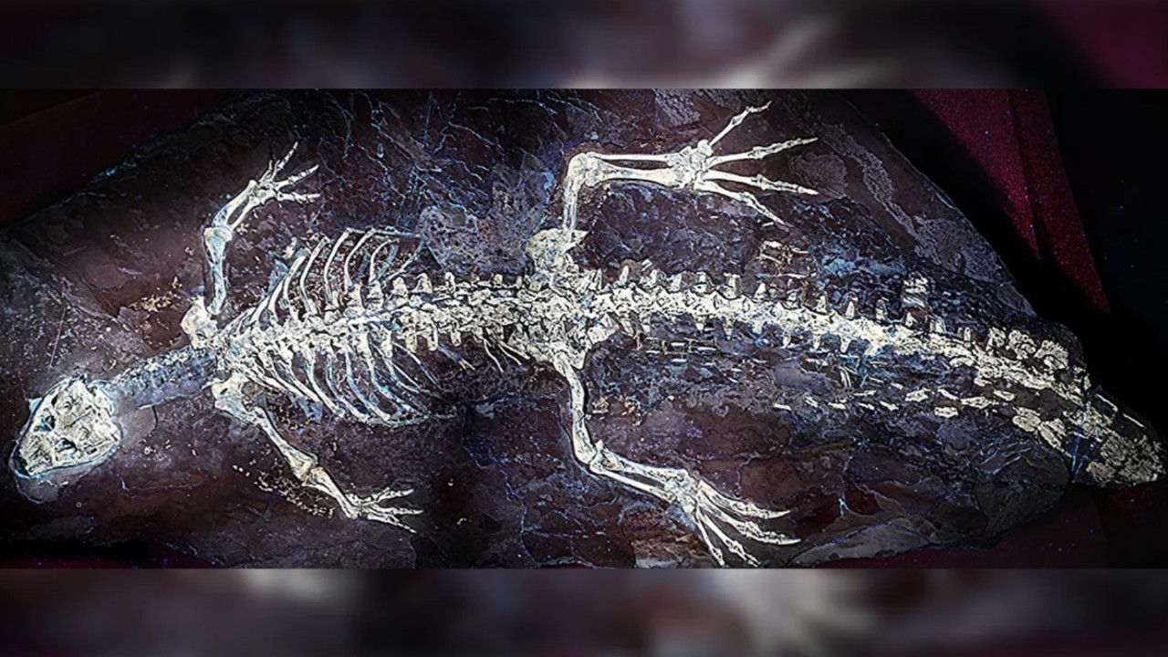 Milyonlarca Yıllık Gizem: Dinozor Timsahlarının Sırrı UV Işıkla Ortaya Çıktı