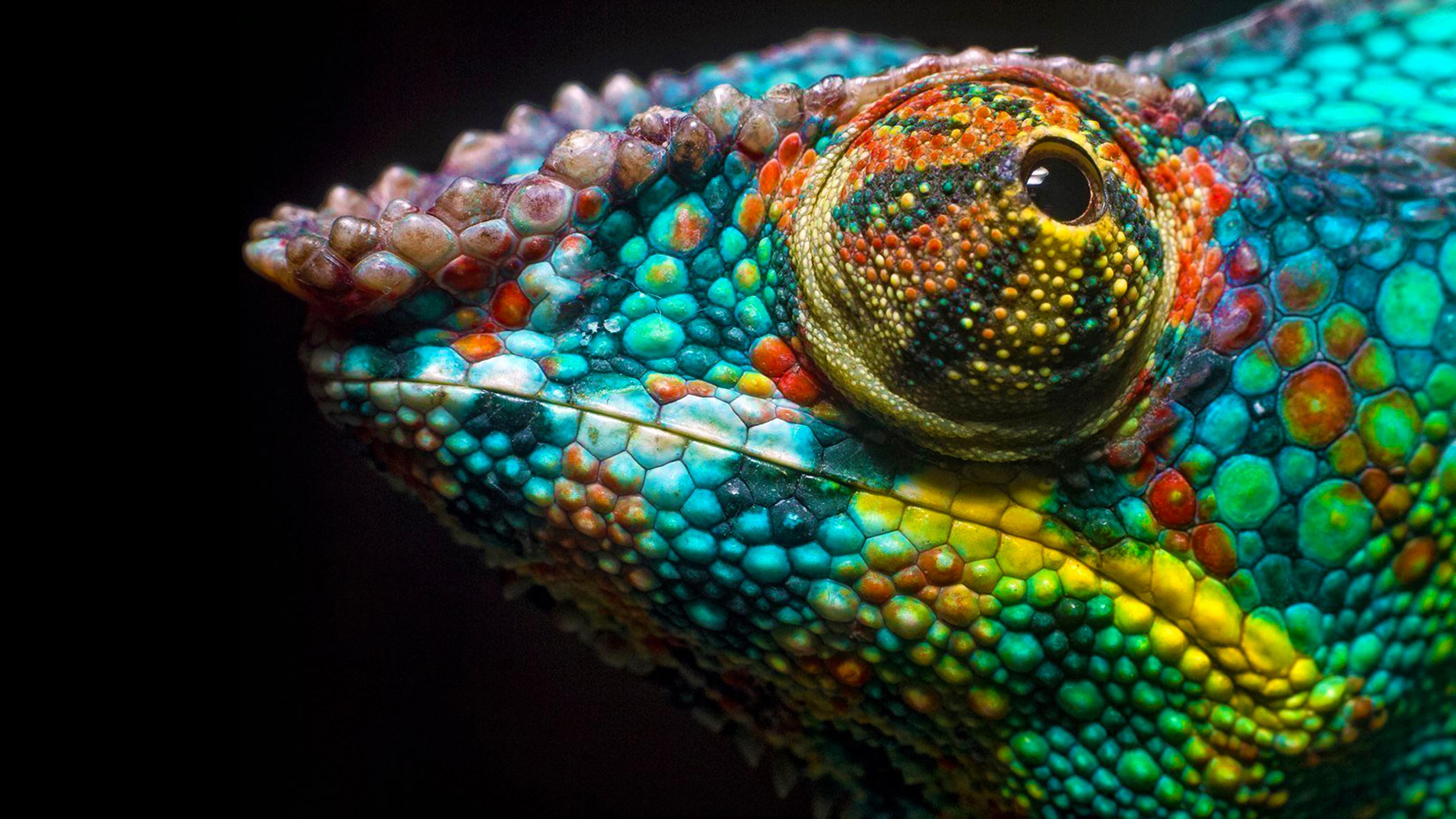 MECCHA CHAMELEON